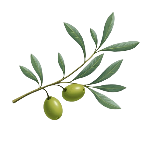 rametto ulivo
