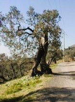 smallStradaPomata un-ulivo